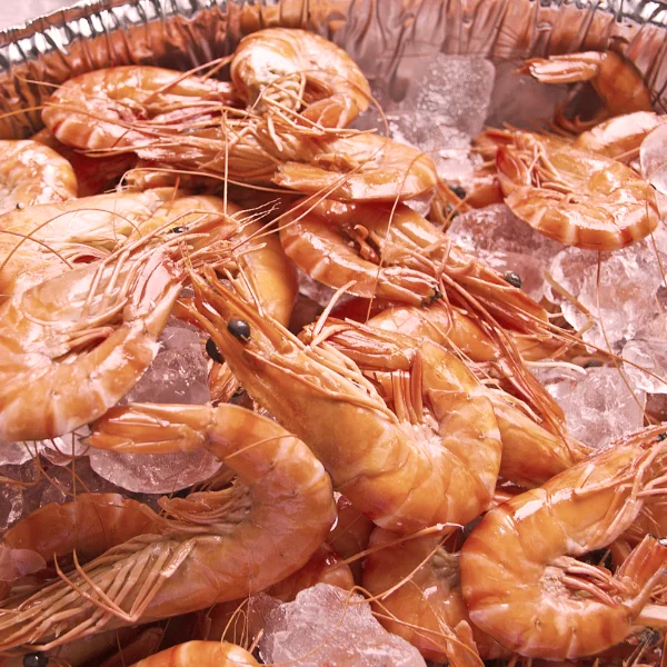 chlodnie-mroznie10-600x600