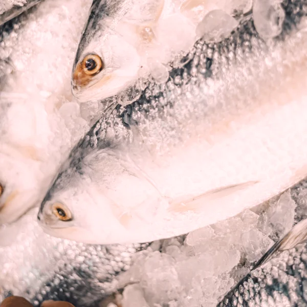 chlodnie-mroznie11-600x600