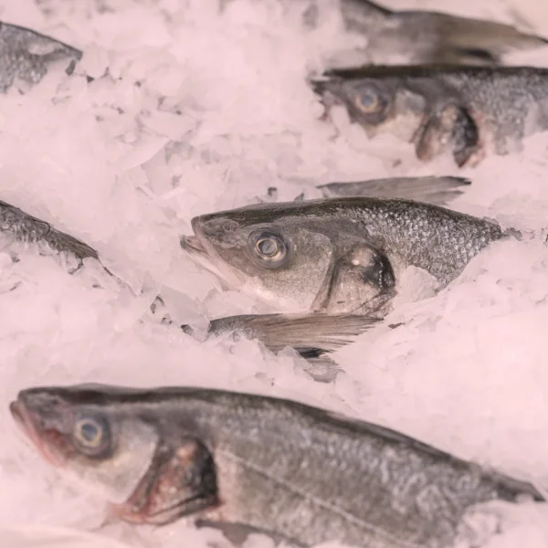 chlodnie-mroznie13-600x600