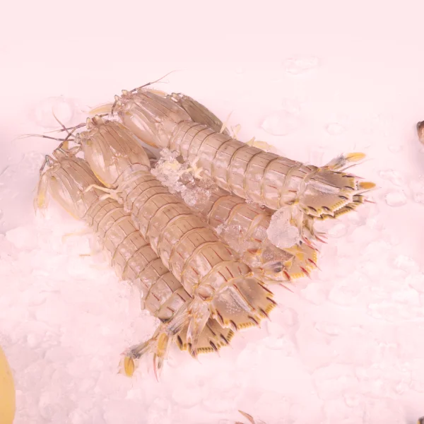 chlodnie-mroznie14-600x600